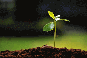Planting the Seed of Long-term Serving Benefits
