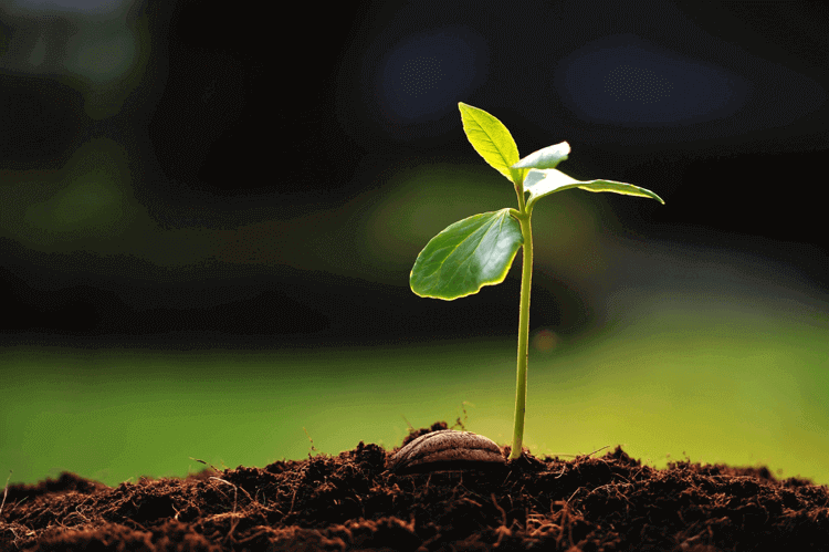 Corporate Sustainability